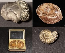 Fossilien Versteinerungen