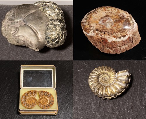 Fossilien versteinerungen - fossilien,