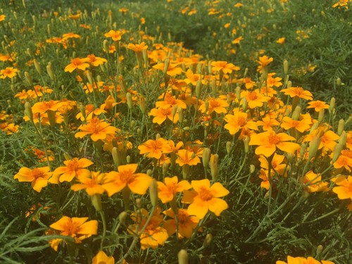 Einjährige blume tagetes - einjährige,