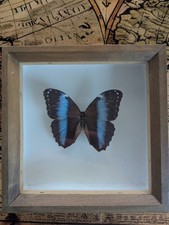 Schmetterling Schaukasten