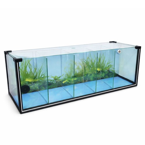Ft61 zucht aquarium - ft61, zucht-aquarium