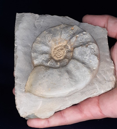 Ammonit ceratites compressus - ammonit,
