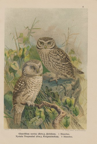 Steinkauz athene noctua - steinkauz,