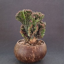 Euphorbia erythhraea f