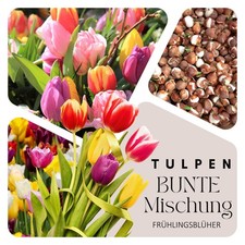 Tulpen Zwiebeln (50 Stück)