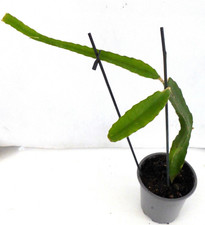 Drachenfrucht Kaktus  Kakteen