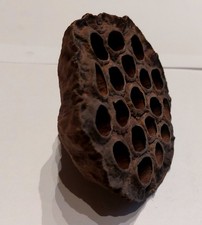 Lotos Kolben / 7-10cm