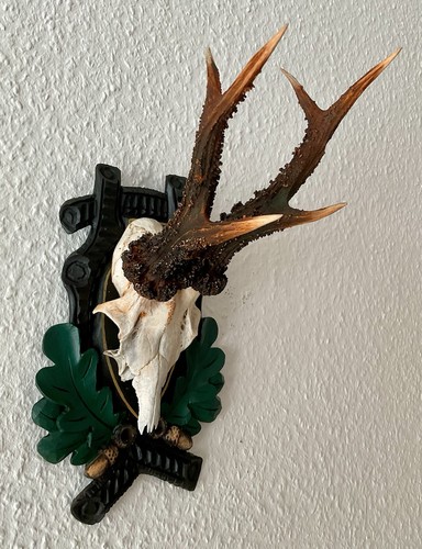 Rehgeweih aktuelles gewicht - aktuelles,
