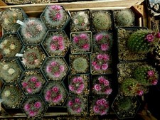 Mammillaria bocasana (Kakteen) Samen 400 Korn, tiefrosa (!)  blühende Selektion