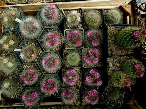Mammillaria bocasana - , (kakteen)
