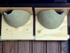 2 Mehlschwalben Nester