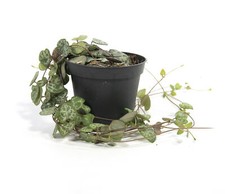 Ceropegia woodii, im 8cm Topf, Leuchterblume, hängend ca. 15cm lang