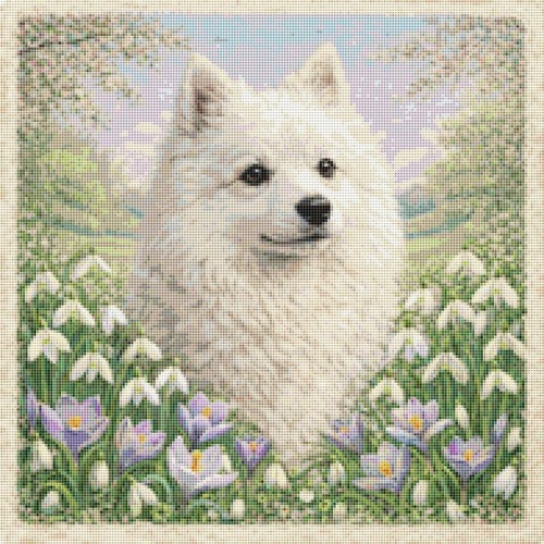 Dänischer spitz welpe - dänischer, hund