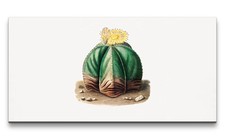 120x60cm remaster kaktus - 120x60cm,
