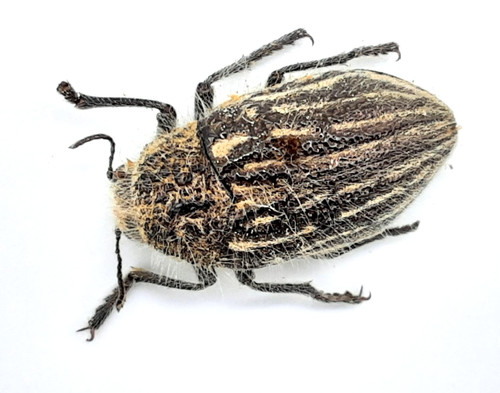Buprestidae julodis onopordi - buprestidae,,