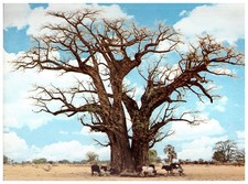 AK Affenbrotbaum S.W.A. NICHT GELAUFEN