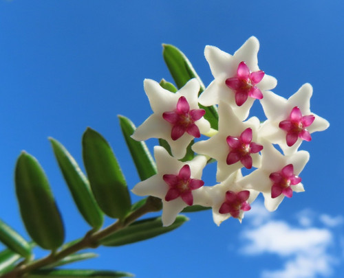 Hoya engleriana ableger - engleriana,