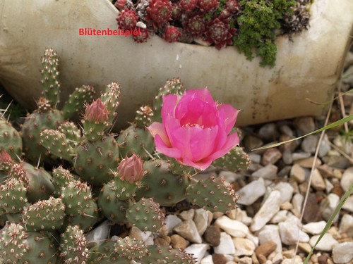Opuntia fragilis var denudata - opuntia,
