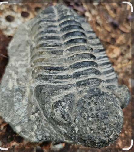 Fossile trilobiten - fossile,