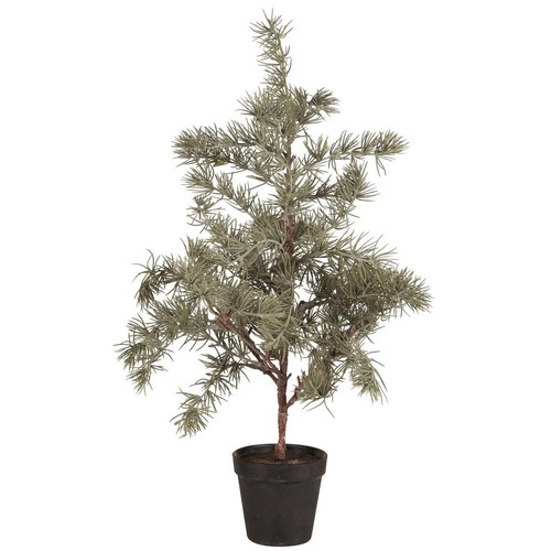 Laursen zeder baum - ib,