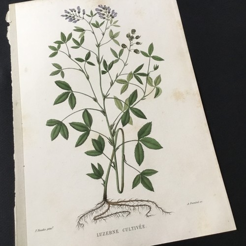 Gravur botanische - gravur, 19.