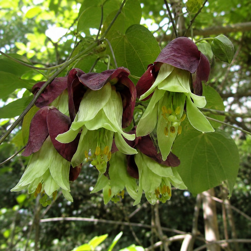 Sale3012 passiflora - sale3012,