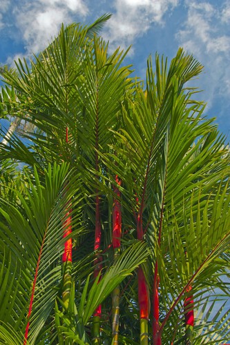 Samen traumhafte palme für - samen,