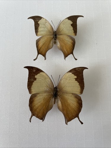 Entomologie consul elektra - entomologie*consul, elektra*