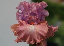 Schwertlilie / Iris " How