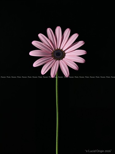 Foto blumen kawaii modern - foto,