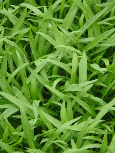 Wasserspinat ipomoea aquatica - wasserspinat,