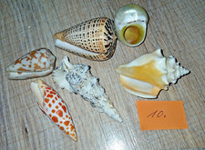 Echte Muscheln/Schnecken-6 St.aus einer Sammlung--Nr.10