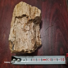 versteinertes holz