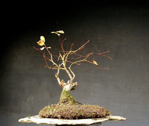 Bonsai outdoor winterhart