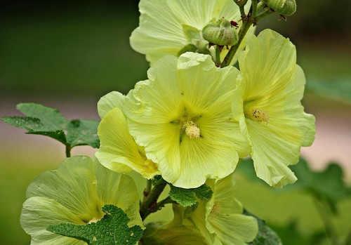 Stockrose bauernrose alcea - stockrose,