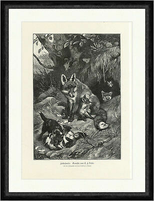 Fuchsfamilie gemälde von c - von,
