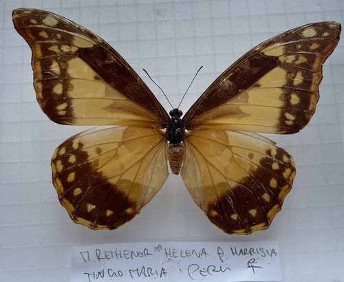 Entomologie morpho rhetenor - entomologie*morpho,