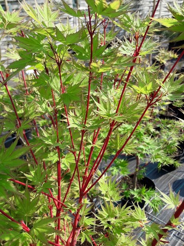 Acer palmatum sangokaku - palmatum,