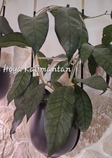 Hoya kalimantan - hoya,