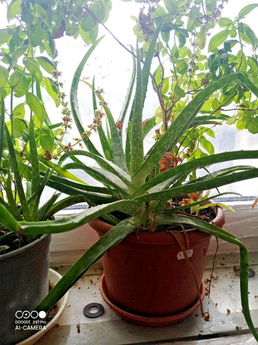 Aloe vera ableger - –, ca