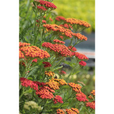 Achillea filipendulina