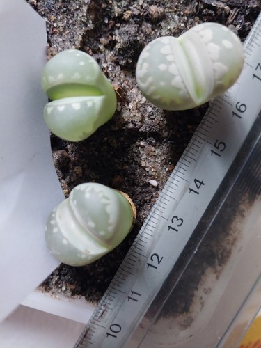 Lithops otzeniana lebender - otzeniana,