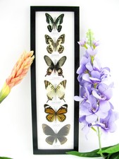 6 echte präparierte