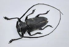 Cerambycidae, Zographus