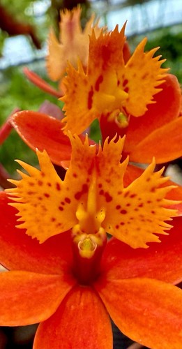 Epidendrum sunset glow - sunset,