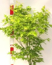 Japanischer fächerahorn acer - japanischer,