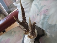 Kleiner Abnormer Rehbock auf