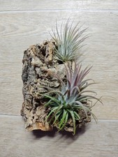 Tillandsien auf Korkrinde 2