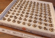 100x STETTNER KERAMISCHE  TRIMMER  KONDENSATOREN  10/60  pF NOS OVP