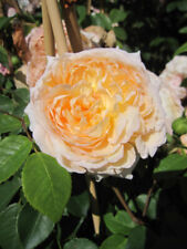 Rosa Bathsheba ® - Englische